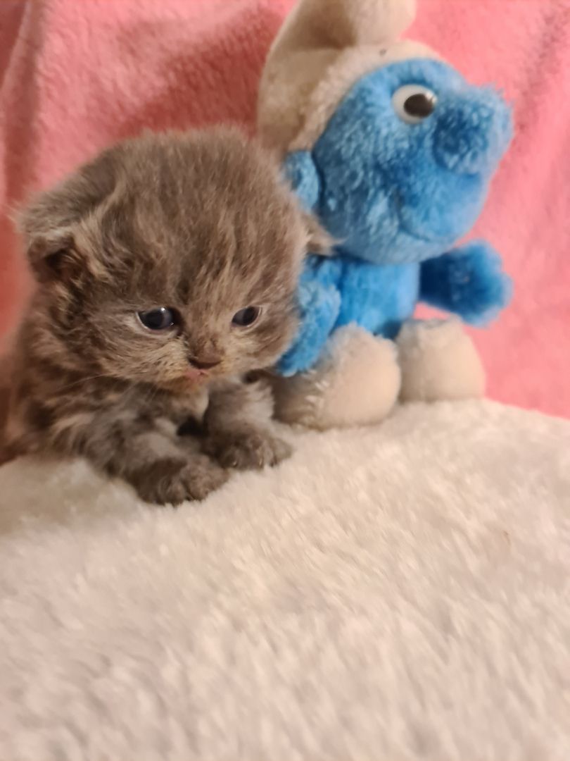 Bildhübsche Highlander Jungen ab 15.06