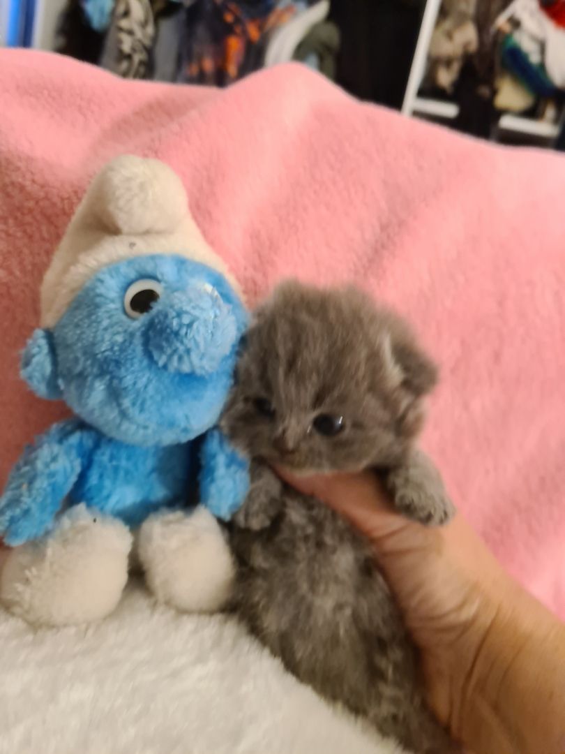 Bildhübsche Highlander Jungen ab 15.06