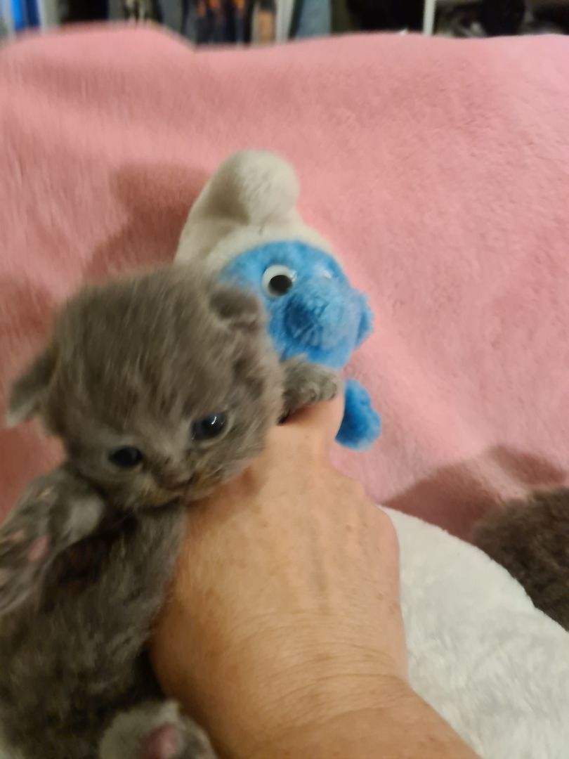 Bildhübsche Highlander Jungen ab 15.06