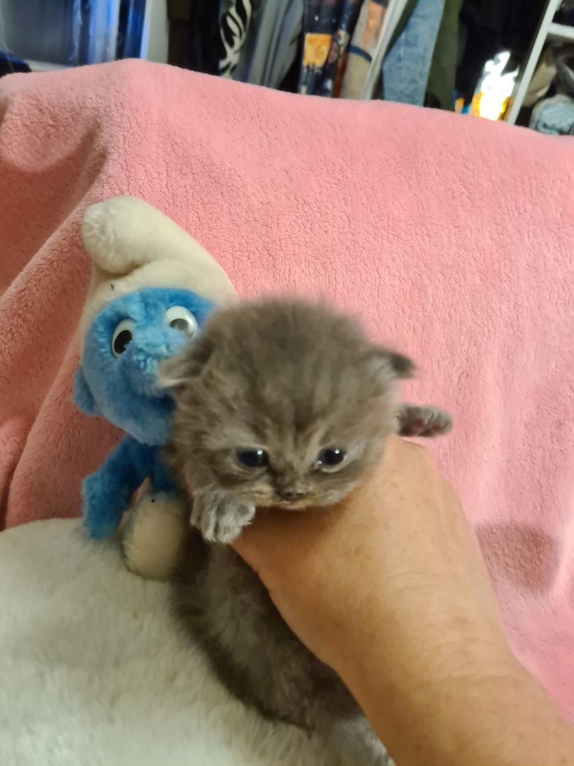 Bildhübsche Highlander Jungen ab 15.06