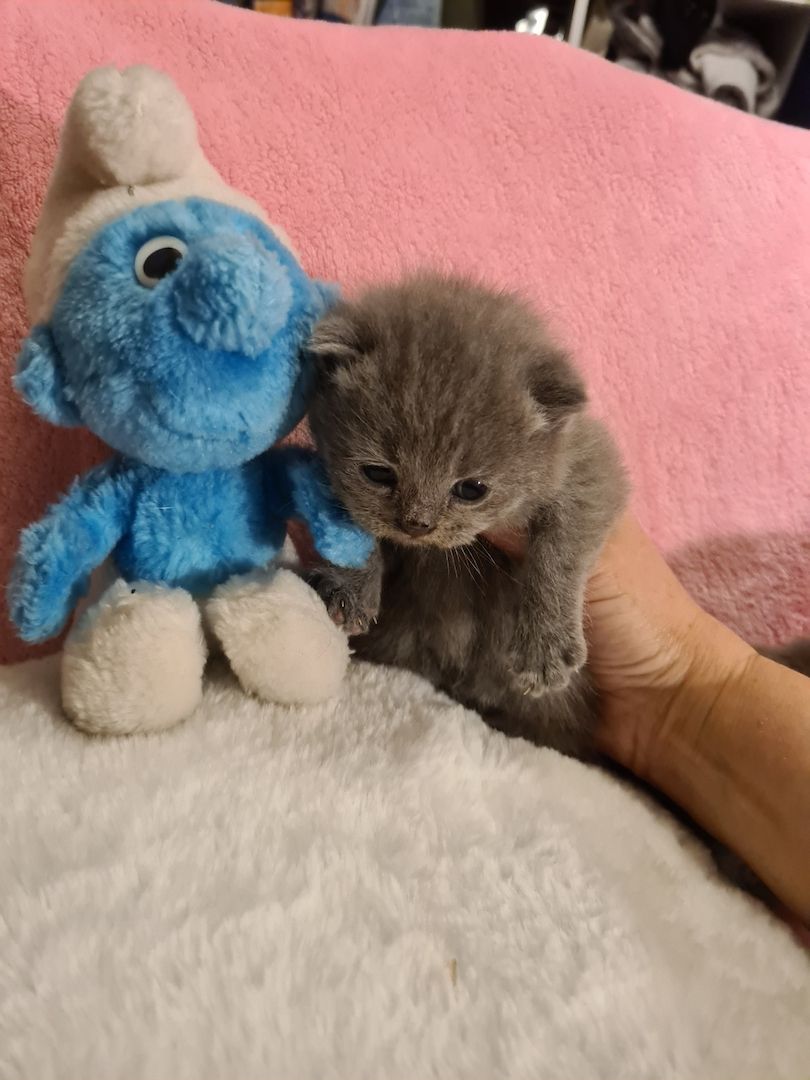 Bildhübsche Highlander Jungen ab 15.06