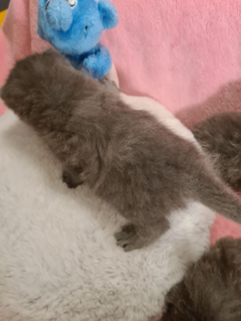 Bildhübsche Highlander Jungen ab 15.06