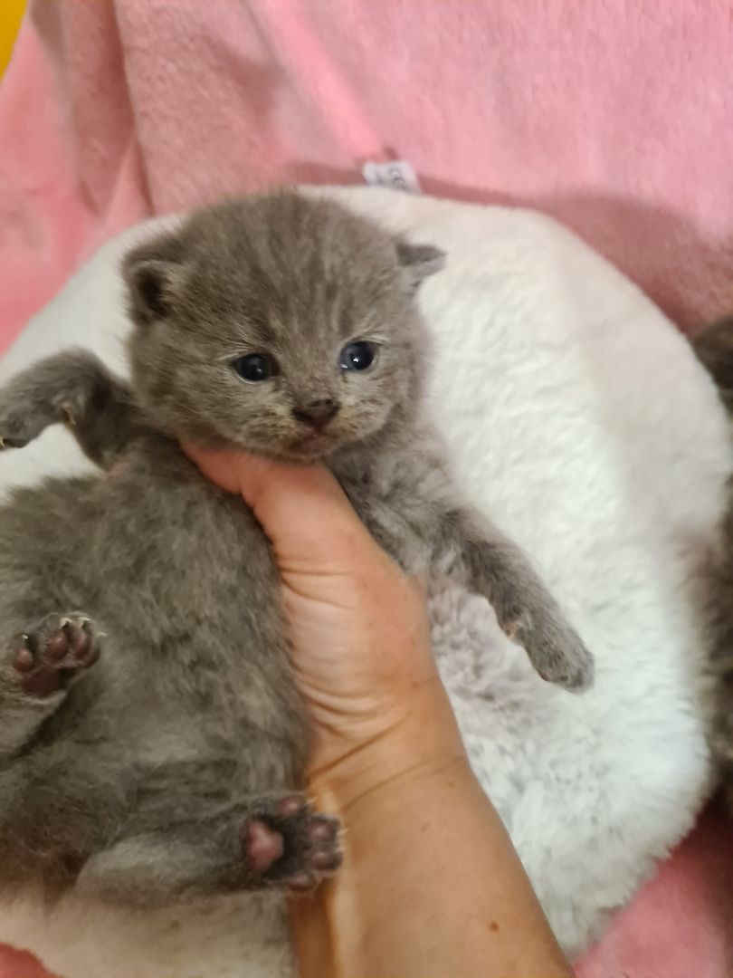 Bildhübsche Highlander Jungen ab 15.06