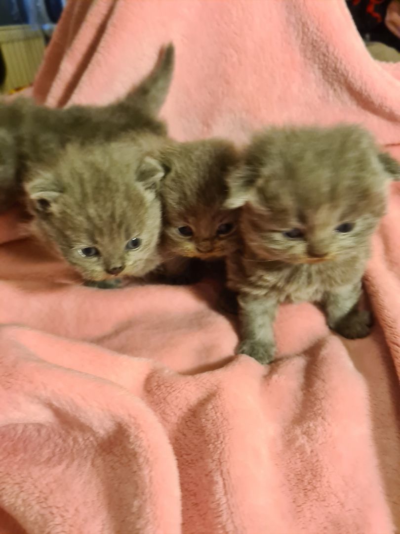 Bildhübsche Highlander Jungen ab 15.06