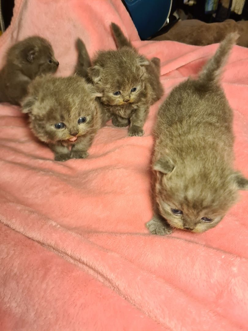 Bildhübsche Highlander Jungen ab 15.06