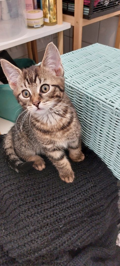 Baby Katzen abzugeben