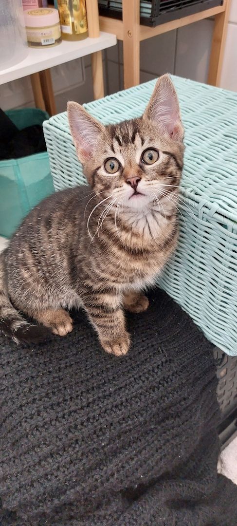 Baby Katzen abzugeben