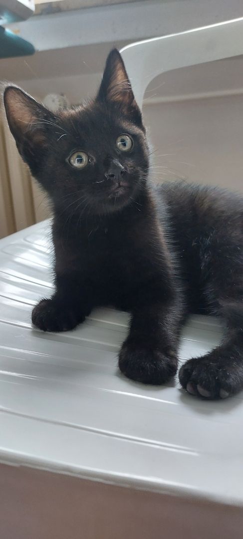 Baby Katzen abzugeben