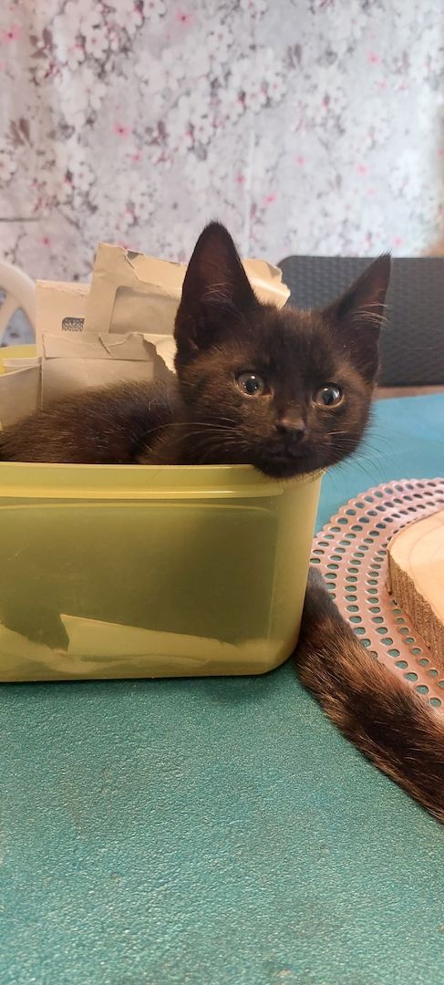 Baby Katzen abzugeben