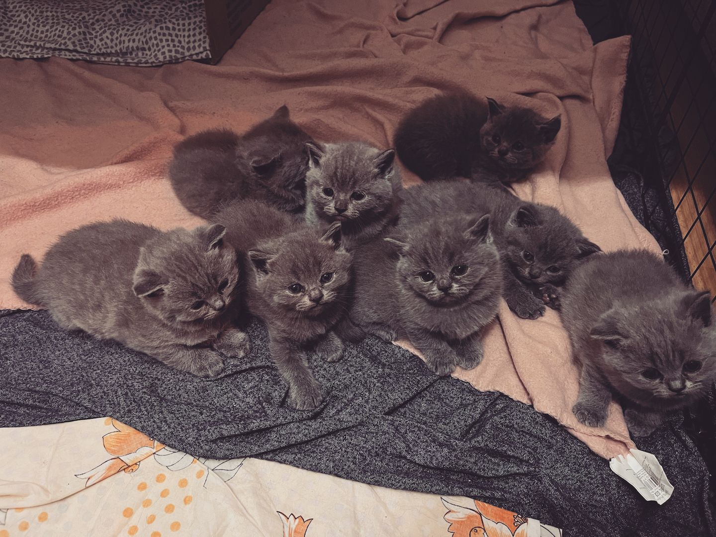 BKH kitten (grau,schwarz,getigert)