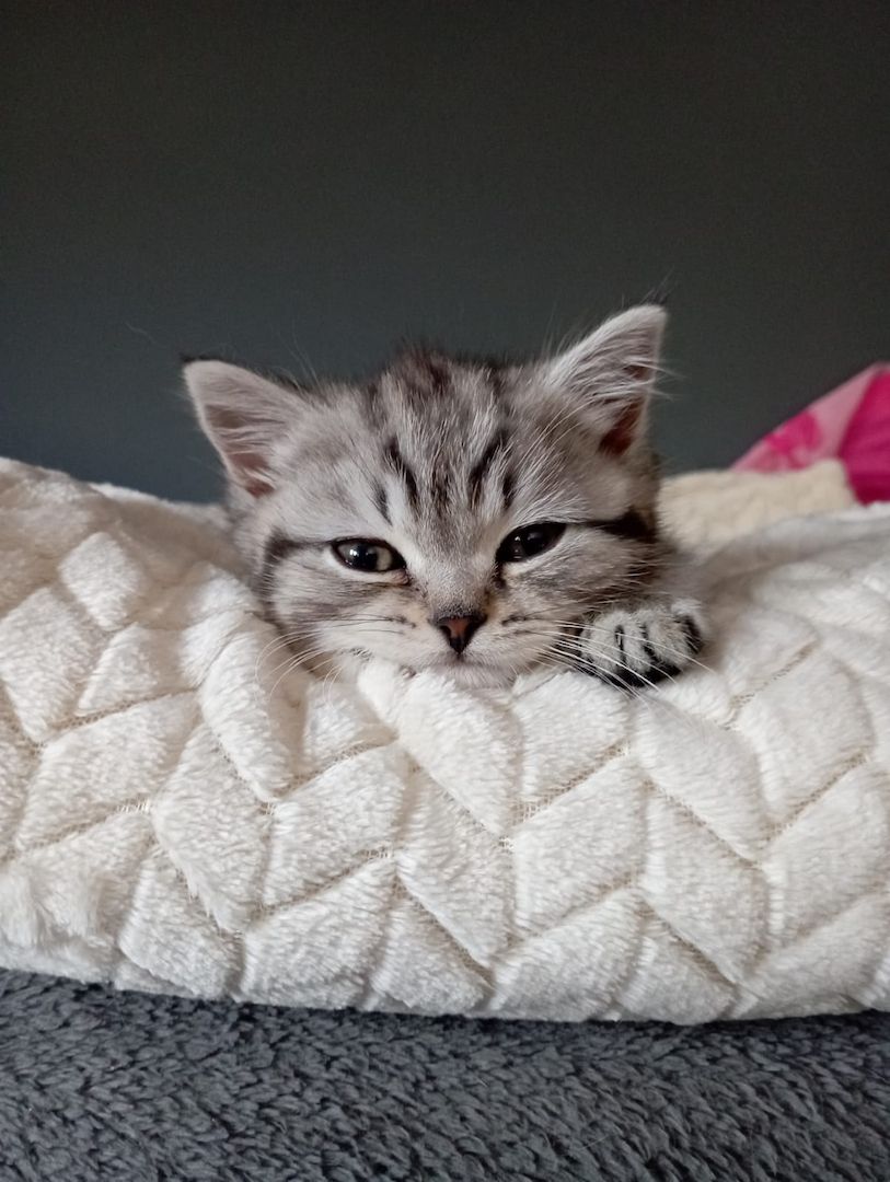 BKH Kater zu verkaufen