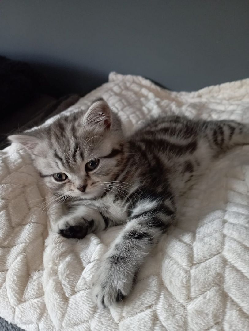 BKH Kater zu verkaufen