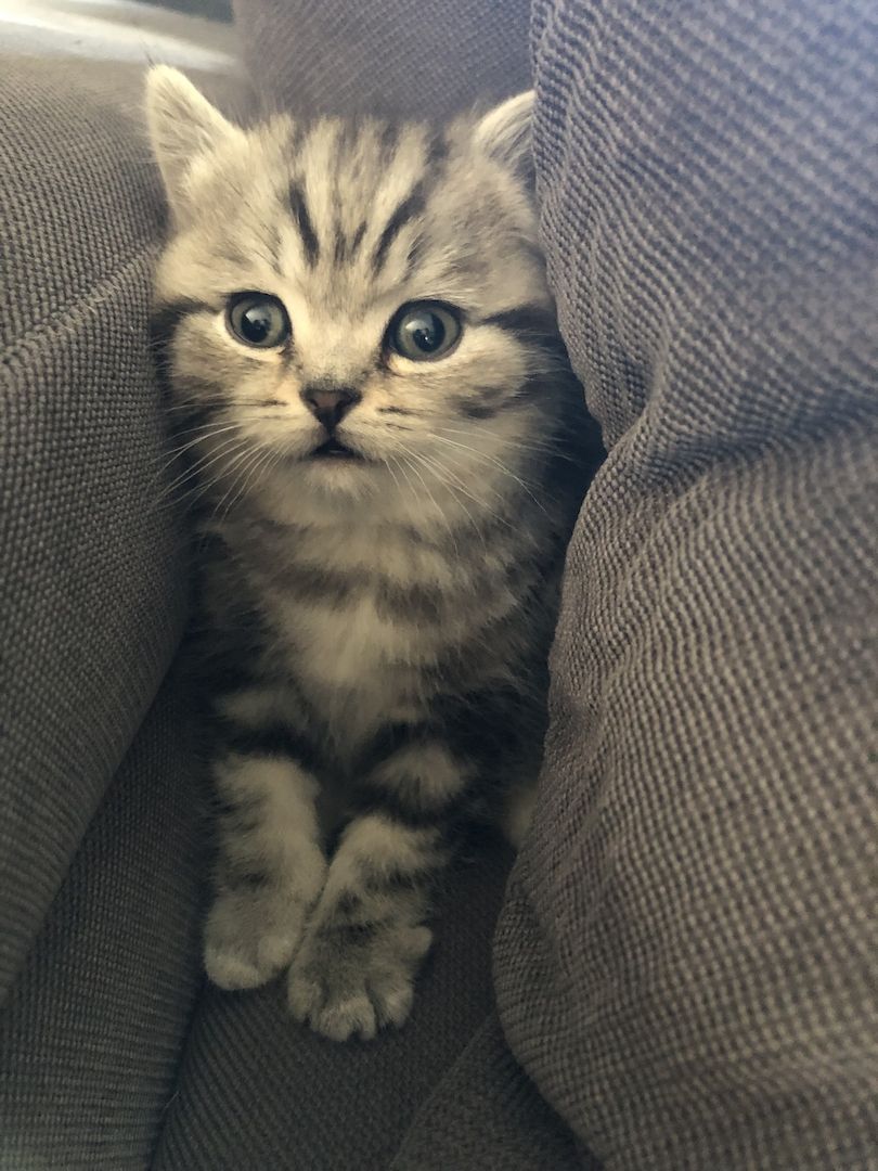 BKH Kater zu verkaufen