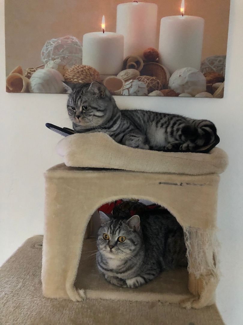 BKH Kater zu verkaufen