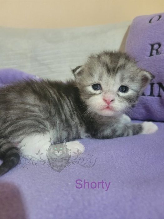 Wundervolle Maine Coon Kitten