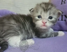 Wundervolle Maine Coon Kitten