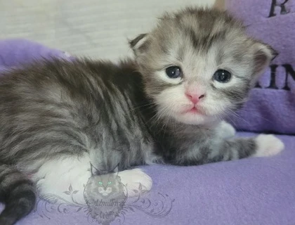 Wundervolle Maine Coon Kitten