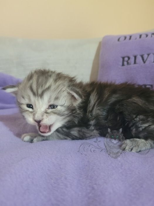 Wundervolle Maine Coon Kitten