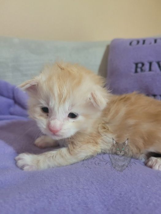 Wundervolle Maine Coon Kitten