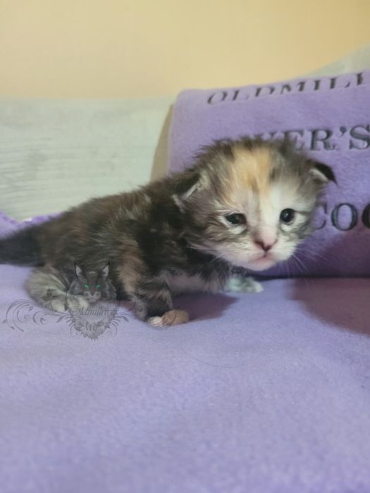 Wundervolle Maine Coon Kitten