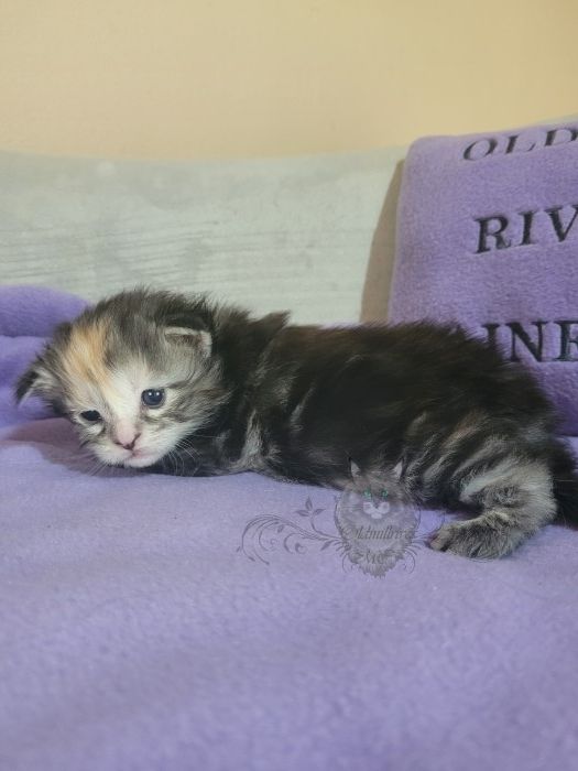 Wundervolle Maine Coon Kitten