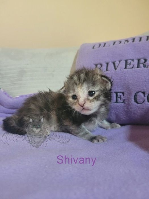 Wundervolle Maine Coon Kitten