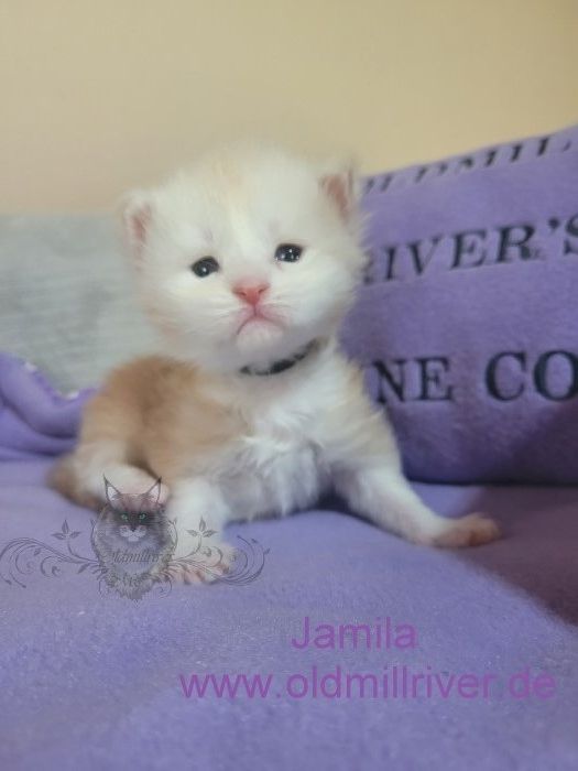 Wundervolle Maine Coon Kitten