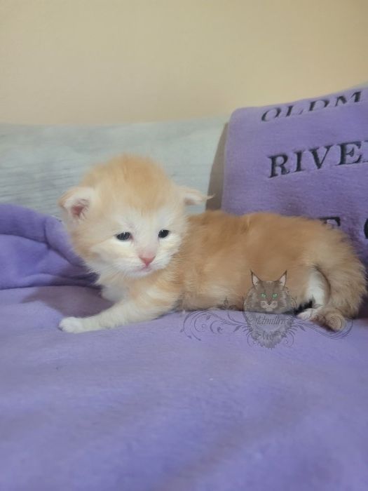 Wundervolle Maine Coon Kitten