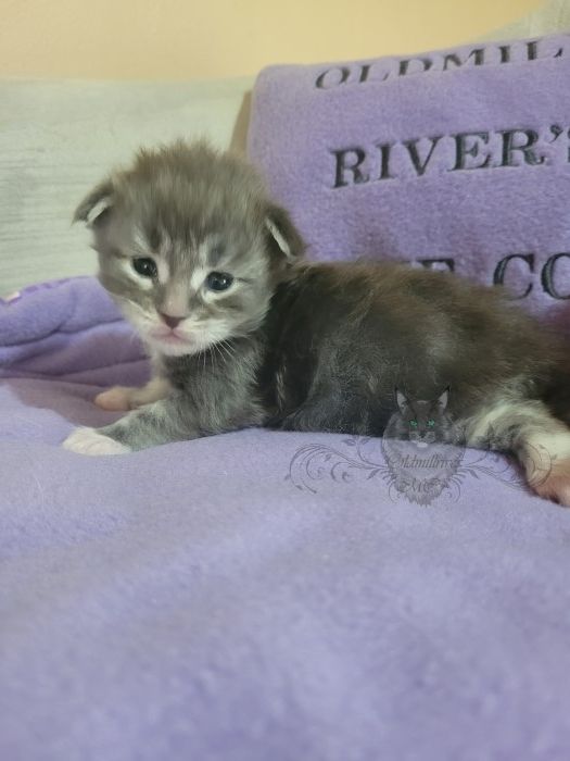 Wundervolle Maine Coon Kitten