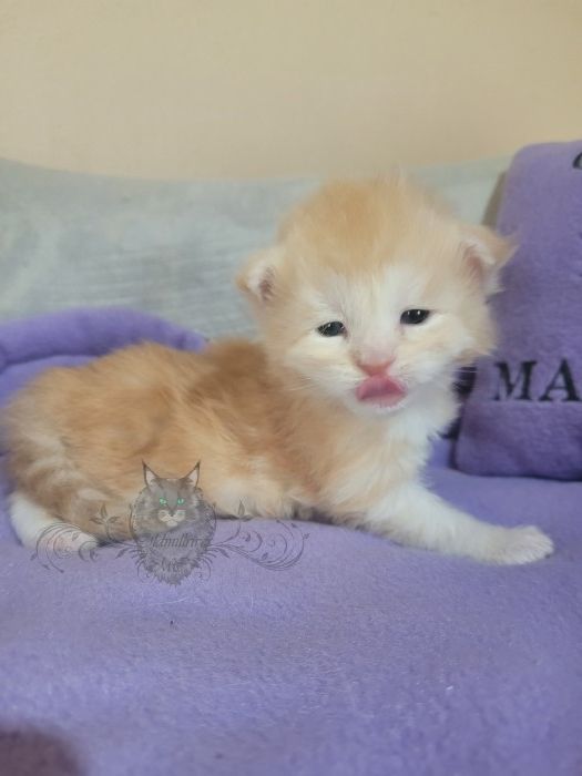 Wundervolle Maine Coon Kitten