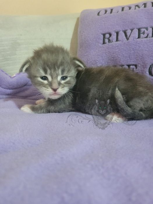 Wundervolle Maine Coon Kitten