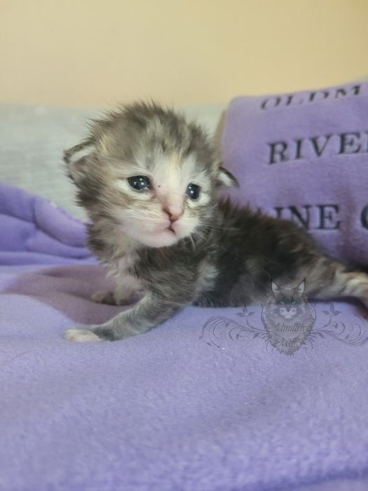 Wundervolle Maine Coon Kitten