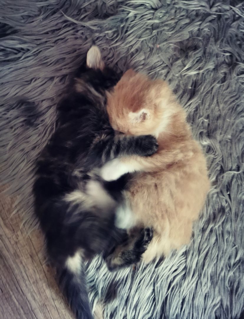 2 Reinrassige Maine coon Katerchen Kitten