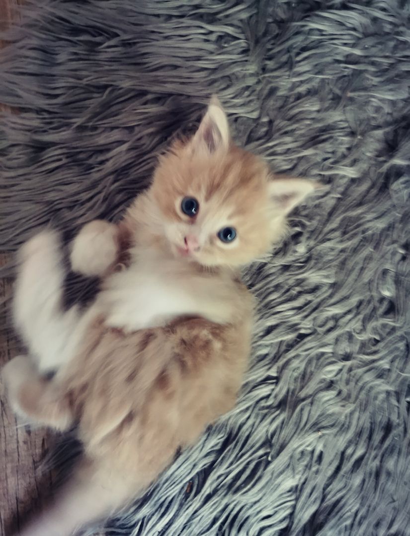 2 Reinrassige Maine coon Katerchen Kitten