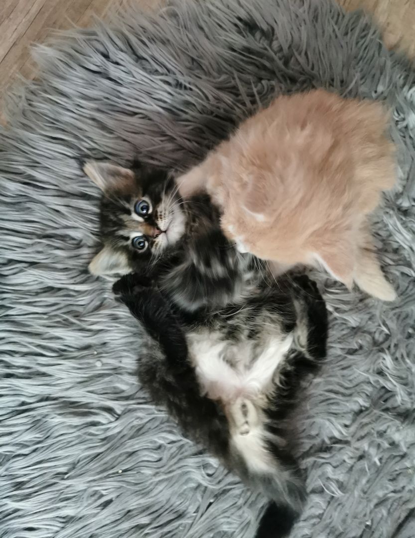 2 Reinrassige Maine coon Katerchen Kitten