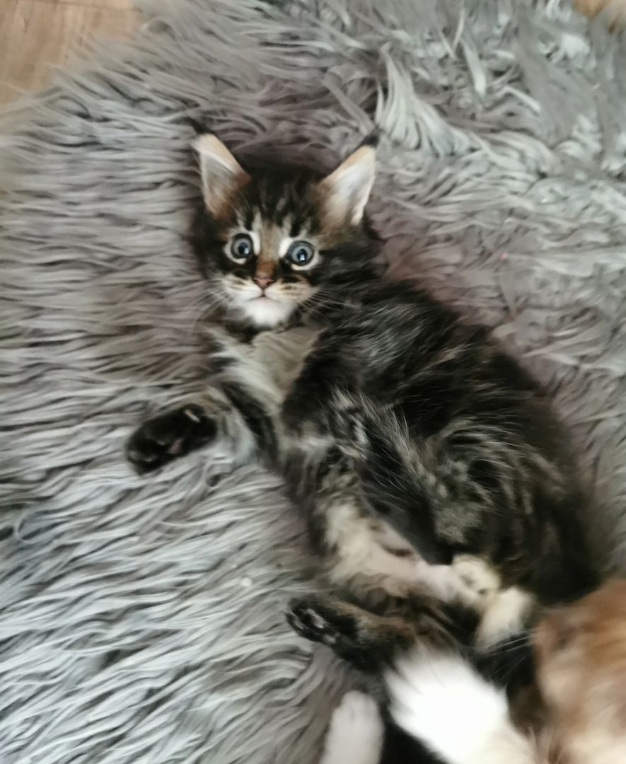 2 Reinrassige Maine coon Katerchen Kitten