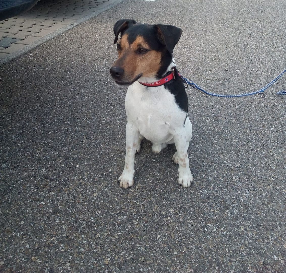 Jack Russell Lacky sucht neues Zuhause Jack Russell Lacky sucht neues Zuhause