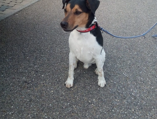 Jack Russell Lacky sucht neues Zuhause