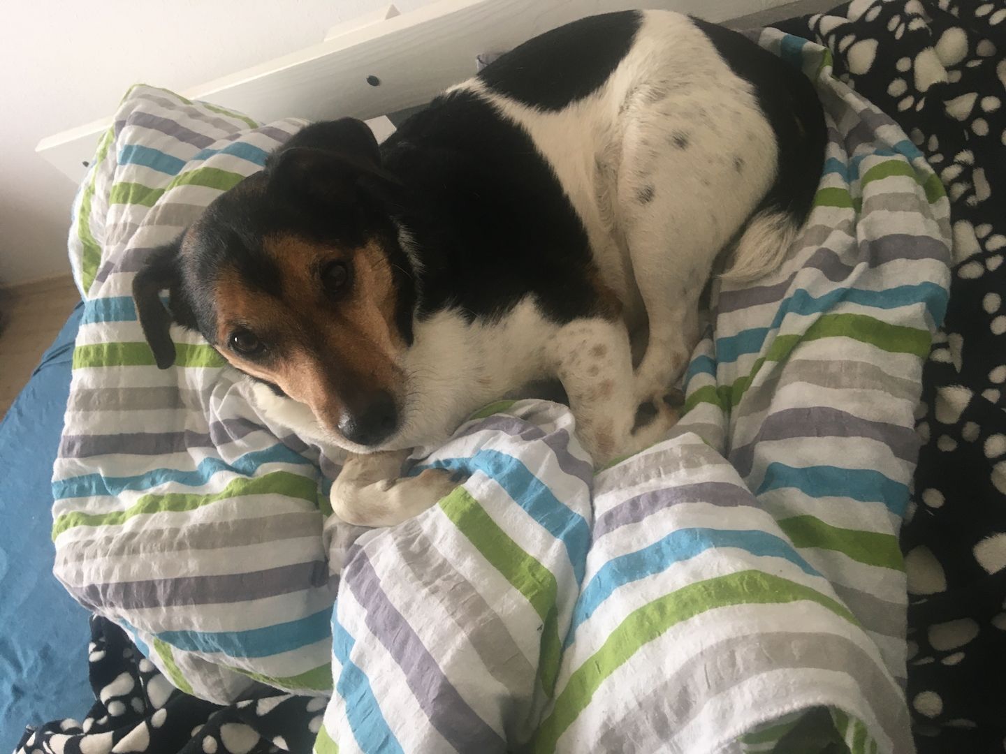 Jack Russell Lacky sucht neues Zuhause Jack Russell Lacky sucht neues Zuhause