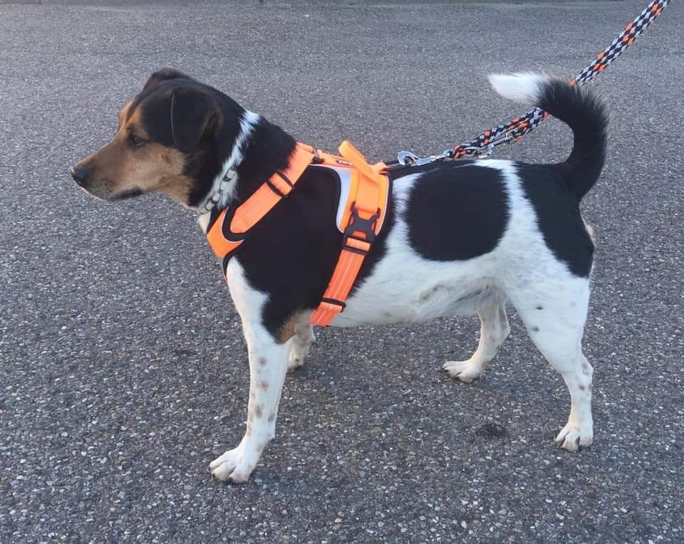 Jack Russell Lacky sucht neues Zuhause Jack Russell Lacky sucht neues Zuhause