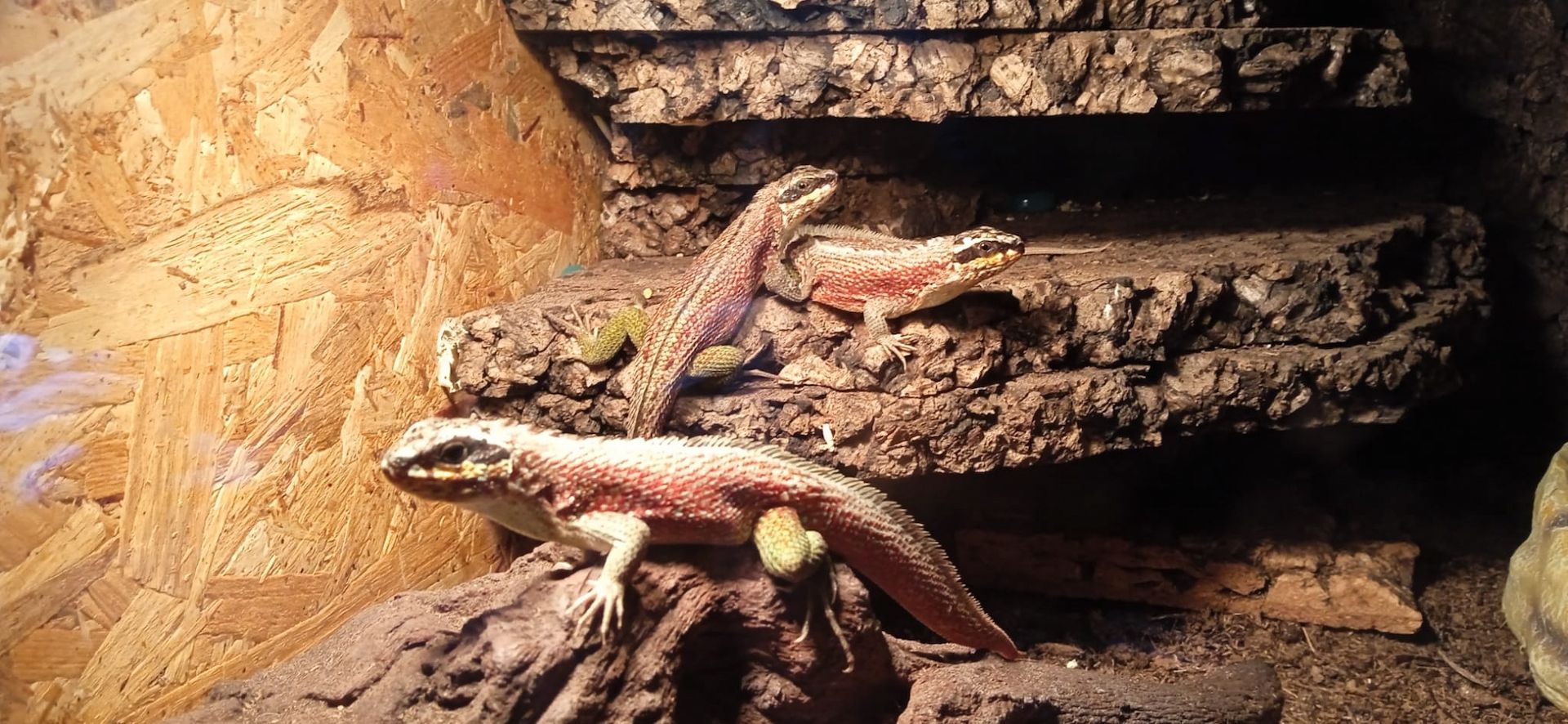 4.0, 2-4 Maskenleguane / Terrarium mit Zubehör