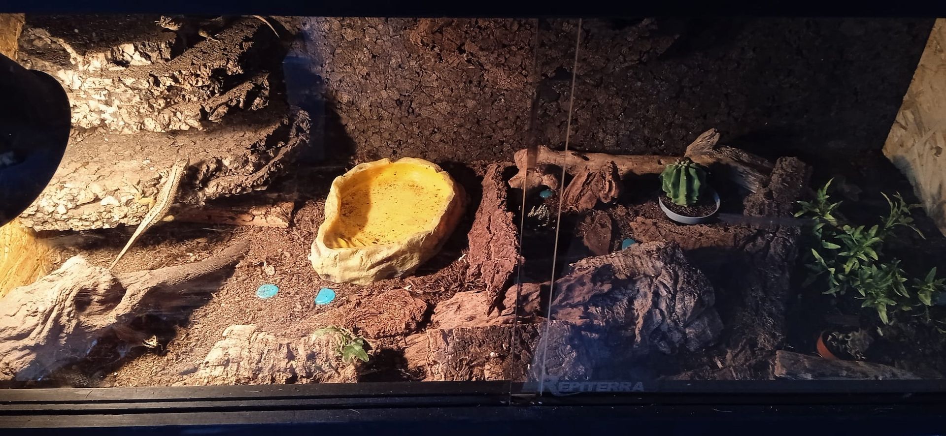 4.0, 2-4 Maskenleguane / Terrarium mit Zubehör