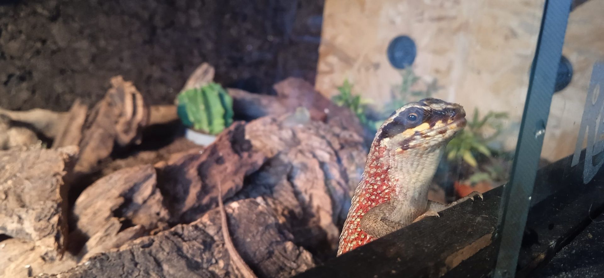 4.0, 2-4 Maskenleguane / Terrarium mit Zubehör