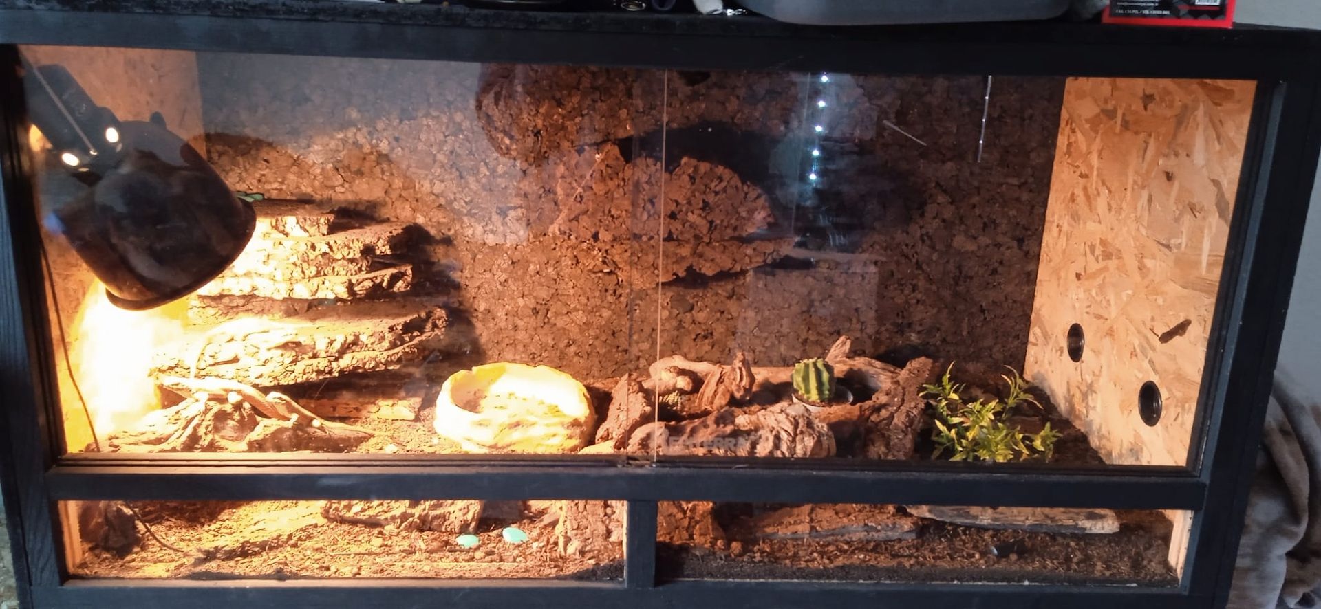 4.0, 2-4 Maskenleguane / Terrarium mit Zubehör