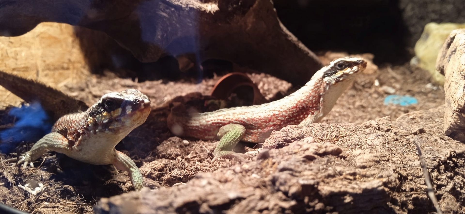 4.0, 2-4 Maskenleguane / Terrarium mit Zubehör