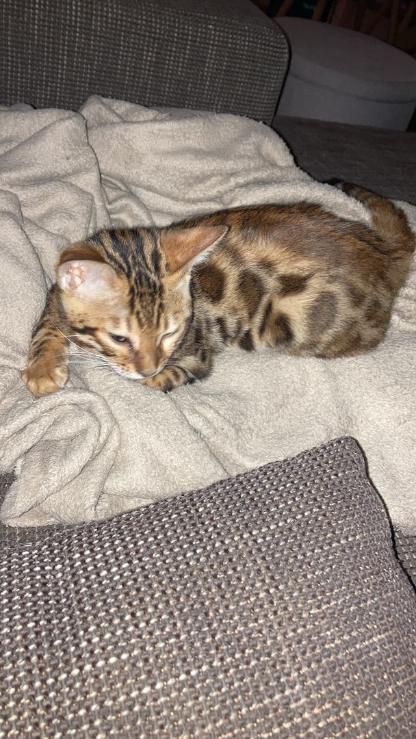Junger Bengal Kater