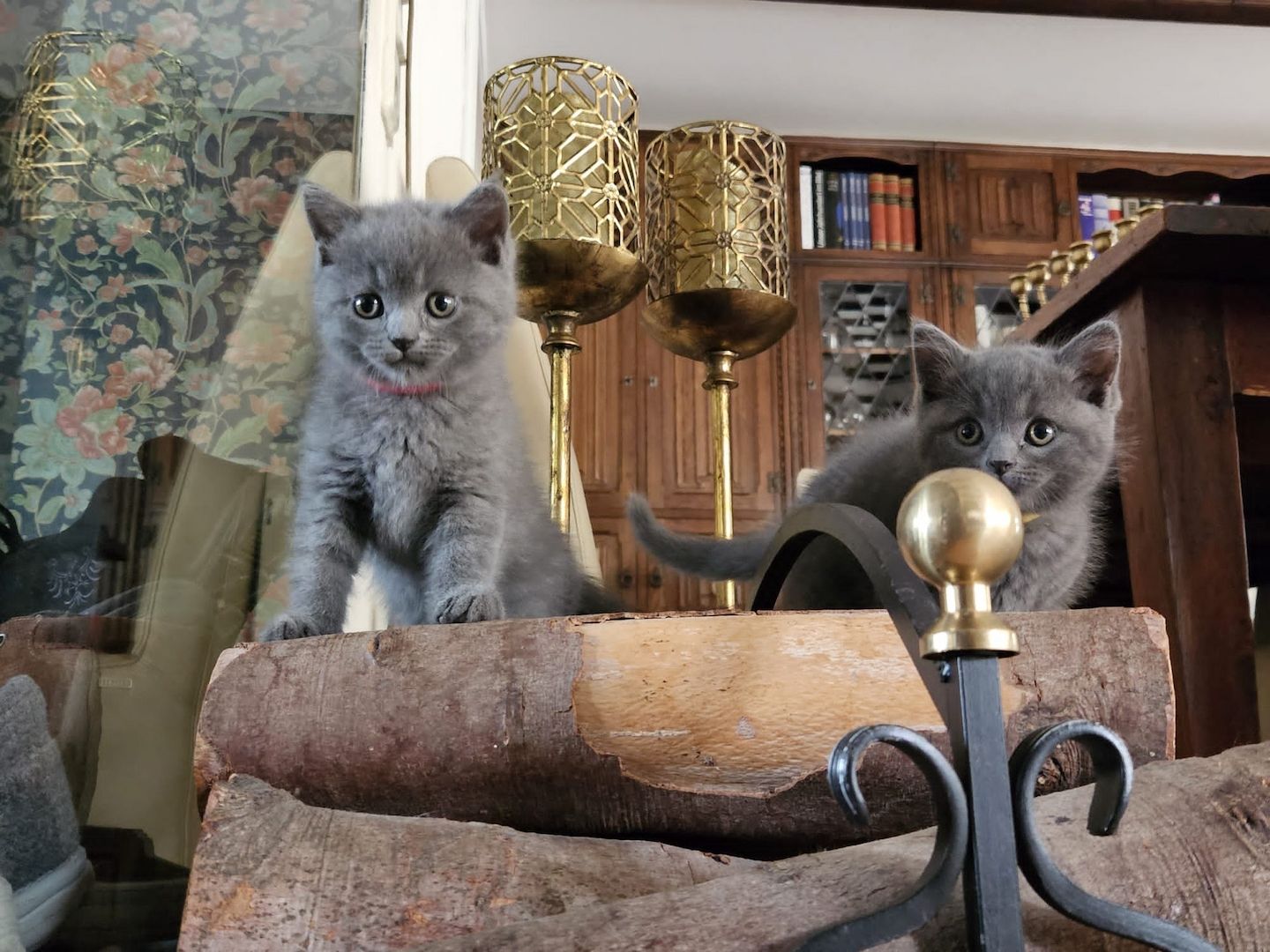 Britisch Kurzhaar Kitten abzugeben BKH blau/grau