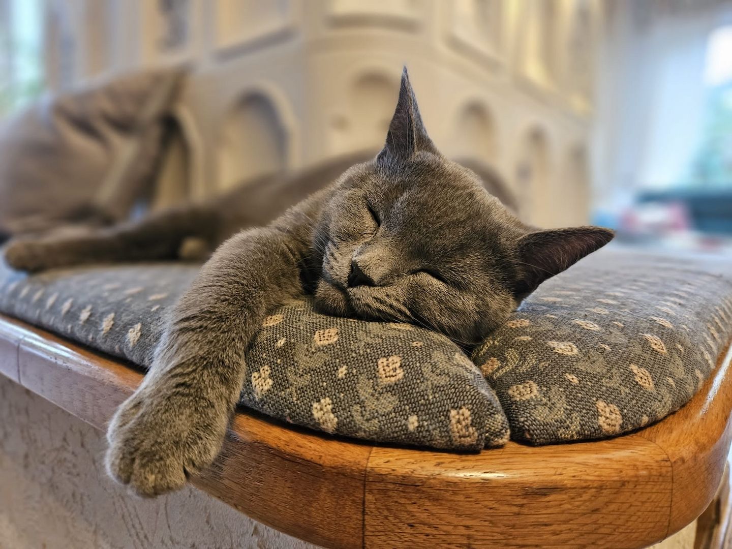 Britisch Kurzhaar Kitten abzugeben BKH blau/grau