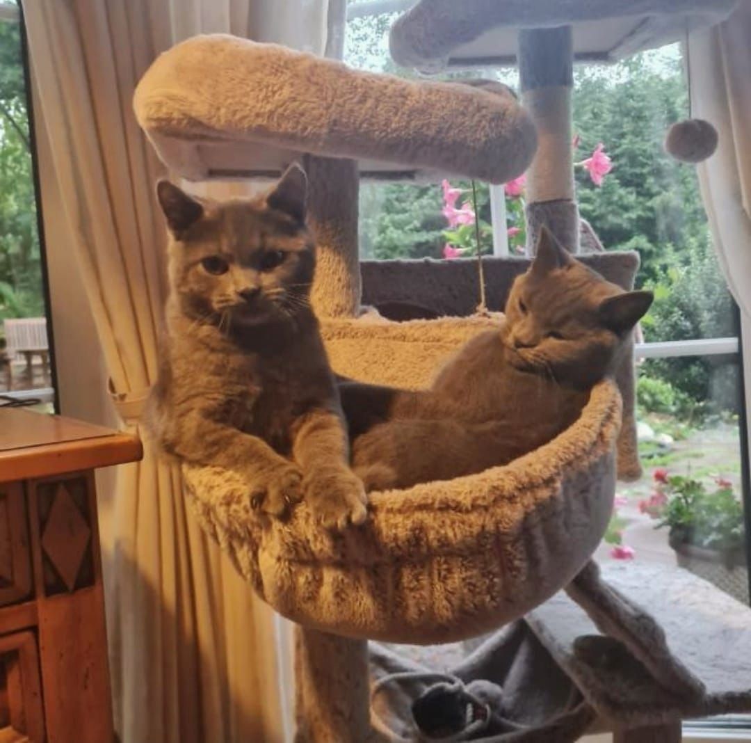 Britisch Kurzhaar Kitten abzugeben BKH blau/grau