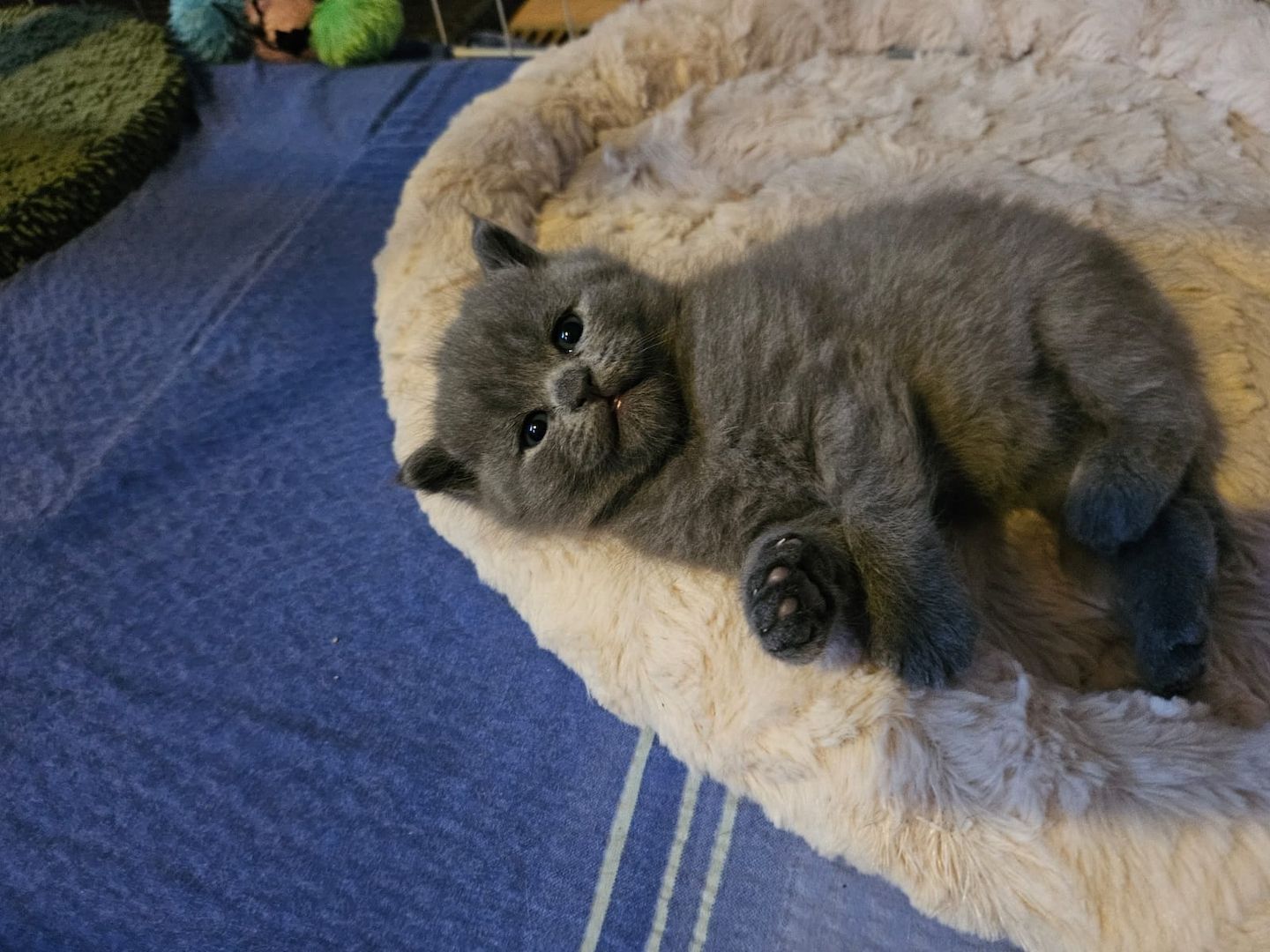 Britisch Kurzhaar Kitten abzugeben BKH blau/grau